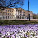 In 2005, 250 000 crocus were planted in the Palace Park for the centennial commemorating the dissolution of the union between Norway and Sweden. They still flower every spring. Photo: Liv Osmundsen, the Royal Court